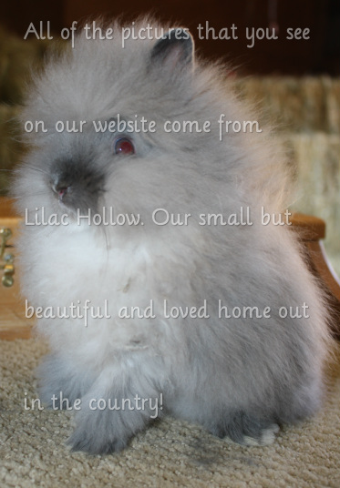 american fuzzy lop for sale